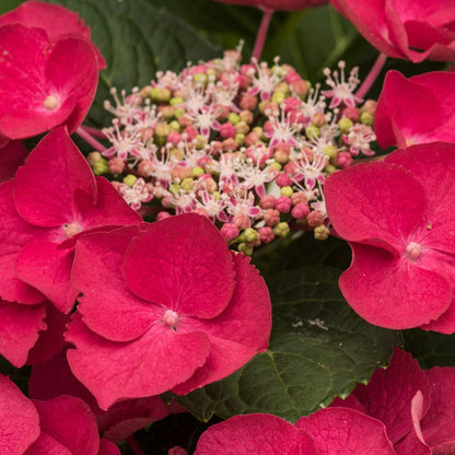 Cherry Explosion Hydrangea