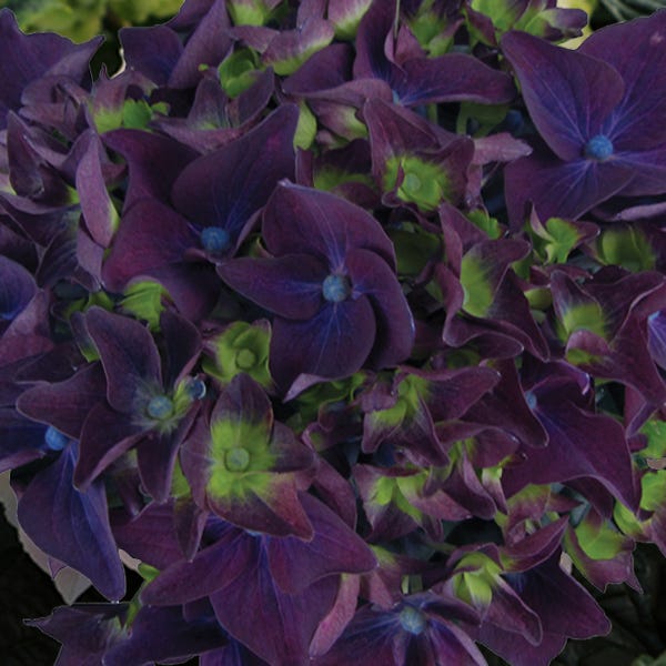 Deep Purple™ Hydrangea