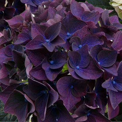 Deep Purple™ Hydrangea