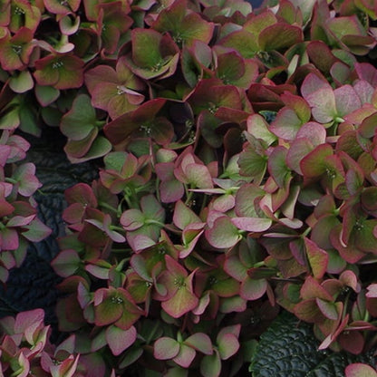 Deep Purple™ Hydrangea