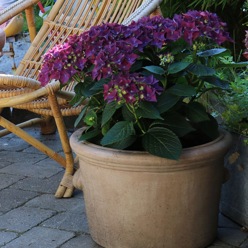 Deep Purple™ Hydrangea