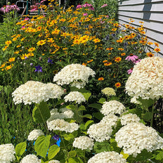 Perennials On Sale