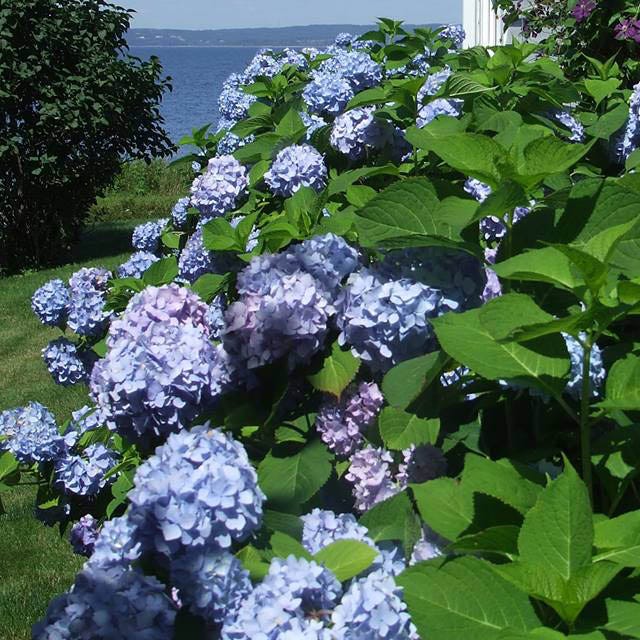 All Summer Beauty Mophead Hydrangea