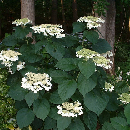 Haas Halo Hydrangea