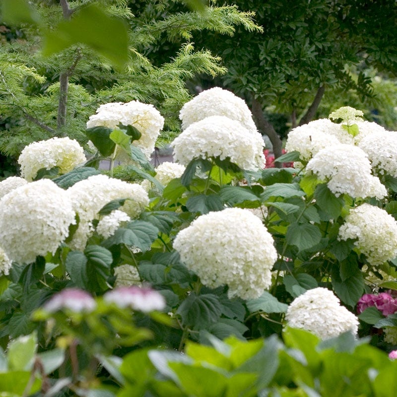 Incrediball® Snowball Hydrangea