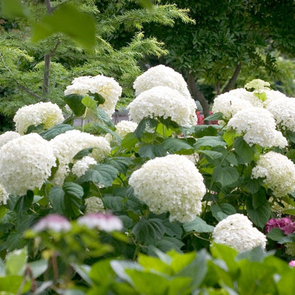 Incrediball® Snowball Hydrangea