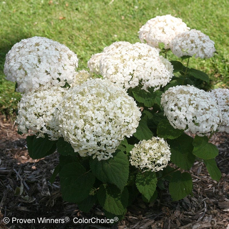 Invincibelle Wee White Hydrangea - Thumbnail 2