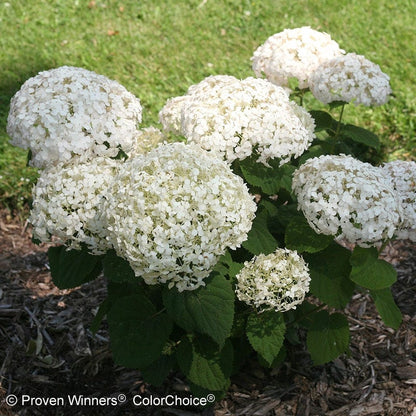 Invincibelle Wee White® Hydrangea