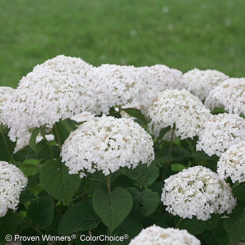 Invincibelle Wee White Hydrangea - Thumbnail 4