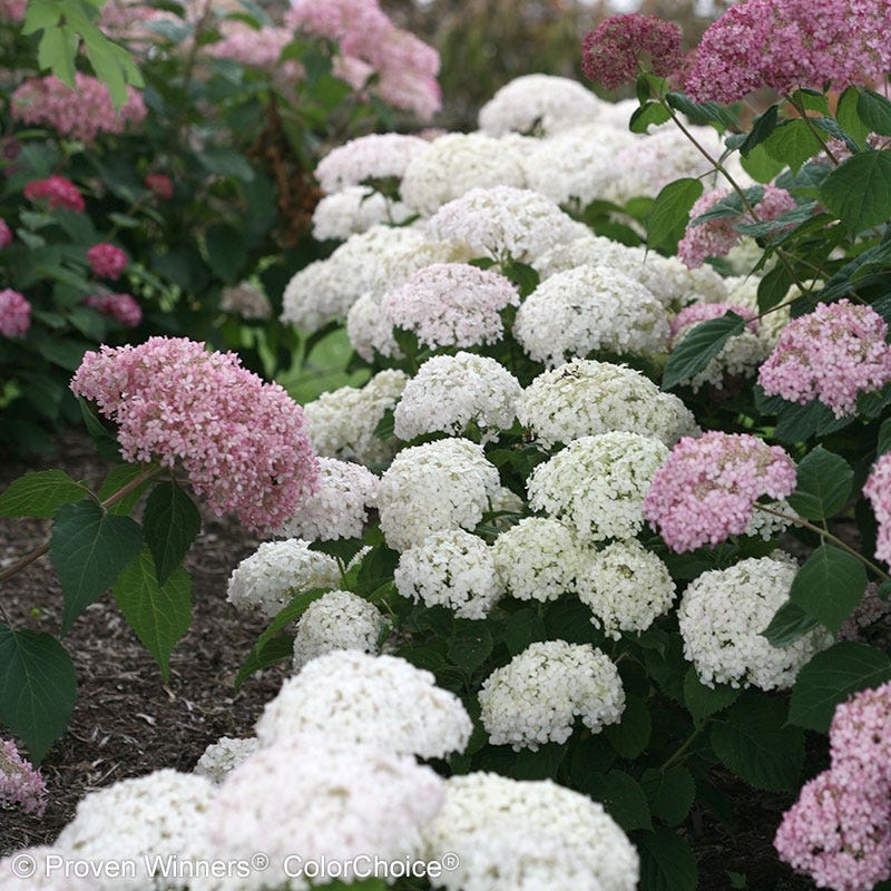 Invincibelle Wee White Hydrangea - Thumbnail 3
