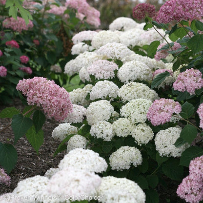 Invincibelle Wee White® Hydrangea