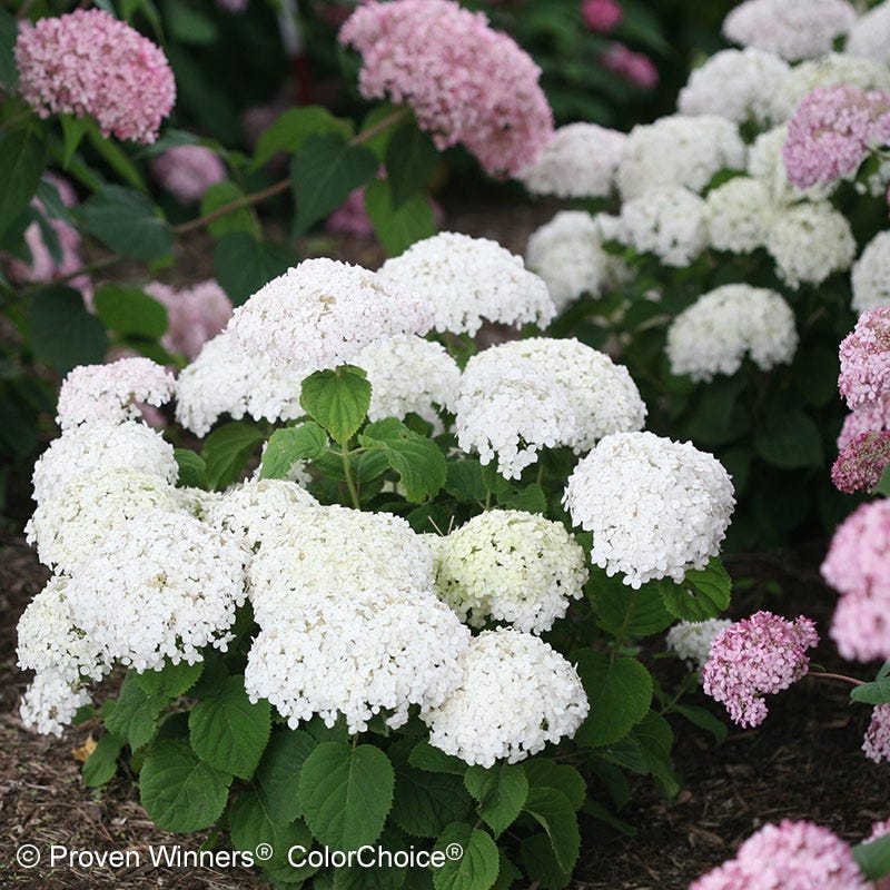 Invincibelle Wee White® Hydrangea