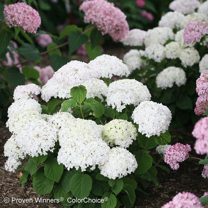 Invincibelle Wee White® Hydrangea