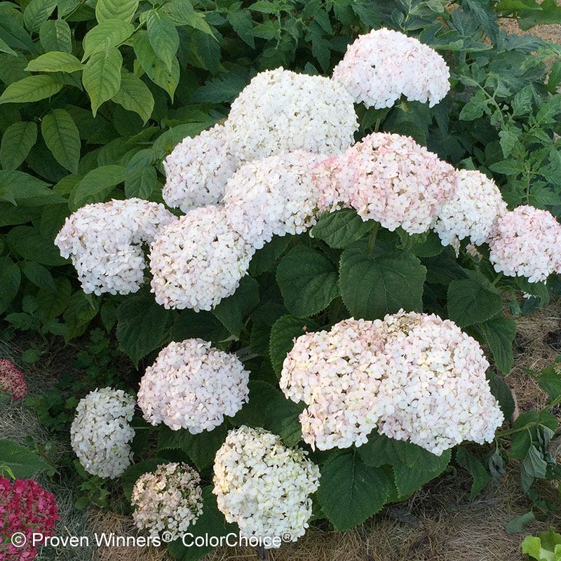 Invincibelle Wee White® Hydrangea