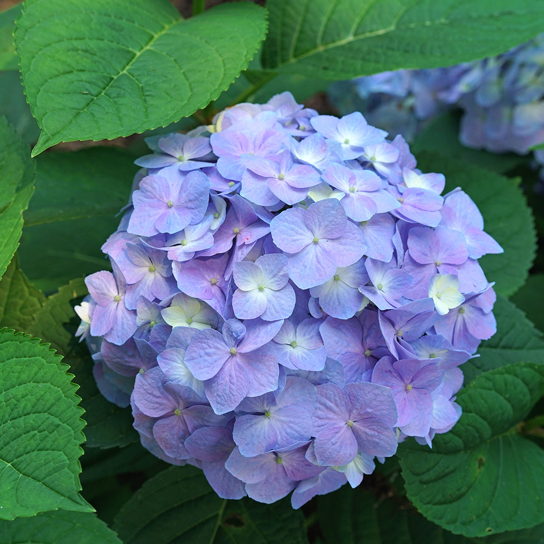 Let's Dance Sky View® Continuous Blooming Hydrangea | Reblooming Shrub