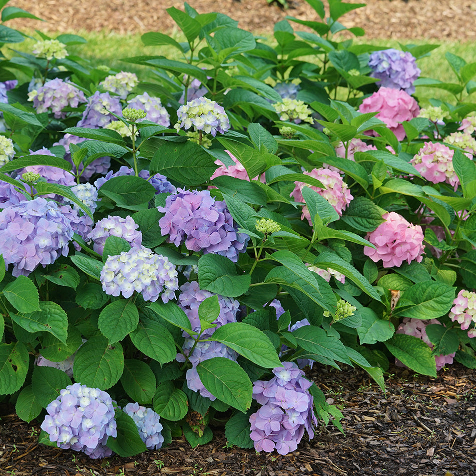 Hydrangea View Fun Let's Dance Sky View® Continuous Blooming Hydrangea | Reblooming Shrub