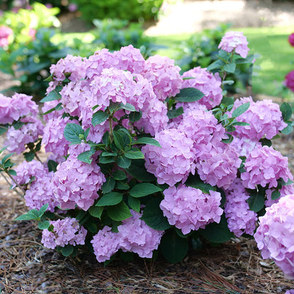 Let's Dance Sky View® Continuous Blooming Hydrangea