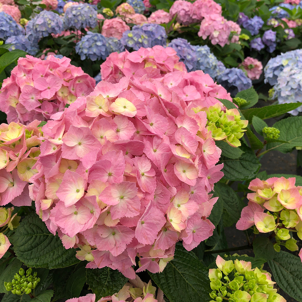 Let's Dance Sky View® Continuous Blooming Hydrangea