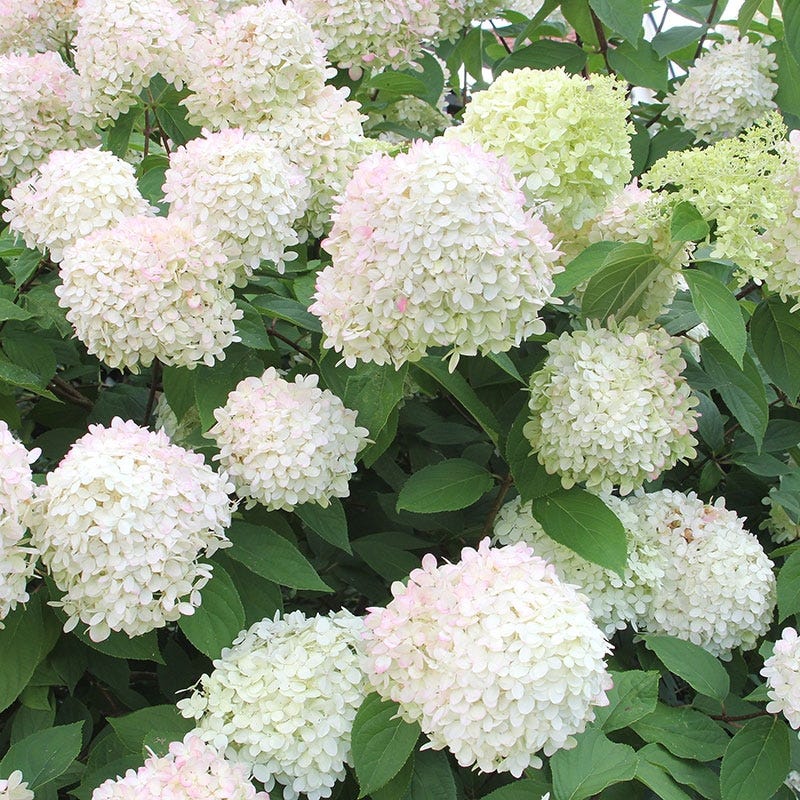 Limelight Hydrangea