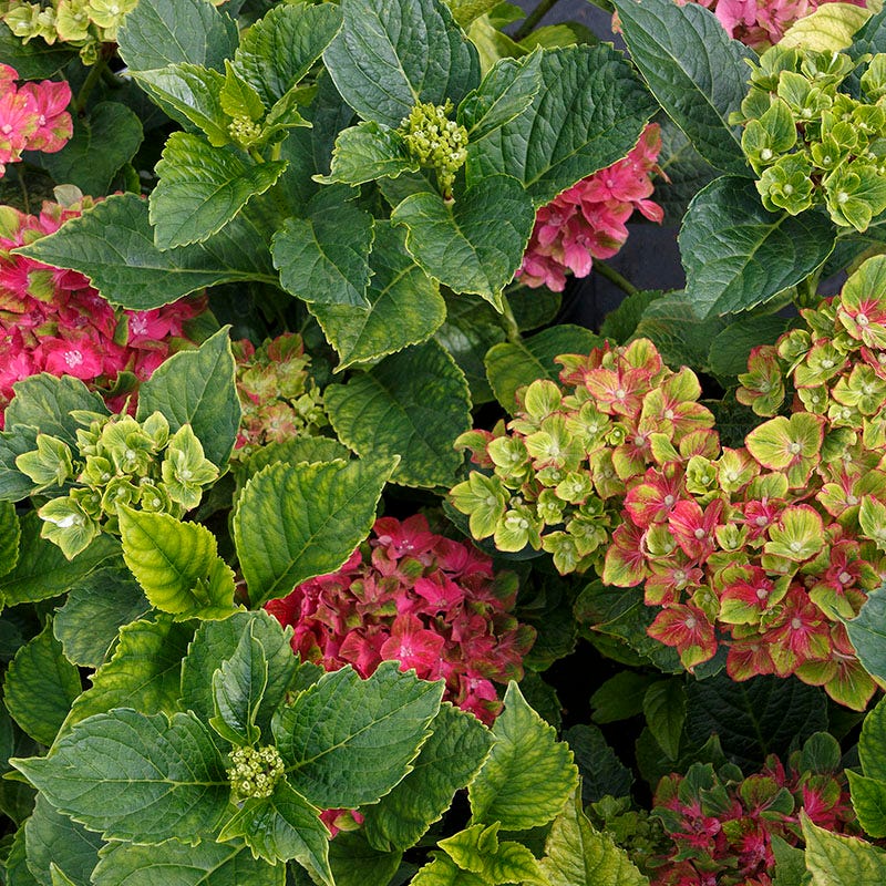 Next Generation® Pistachio Hydrangea