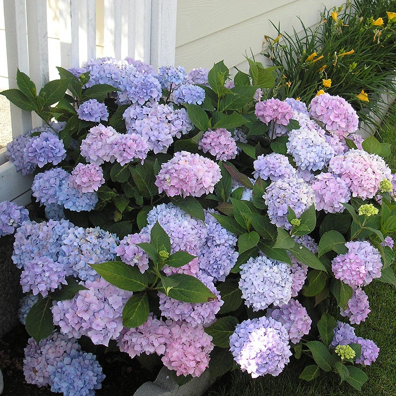 All Summer Beauty Mophead Hydrangea