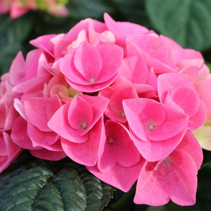 Pink Sunset™ Hydrangea