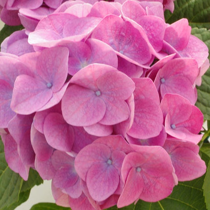 Pink Sunset™ Hydrangea
