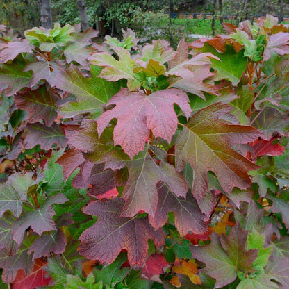 Ruby Slippers Oakleaf Hydrangea