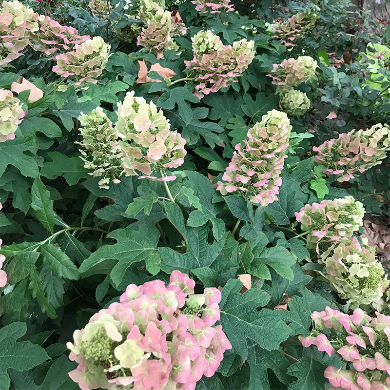 Ruby Slippers Oakleaf Hydrangea