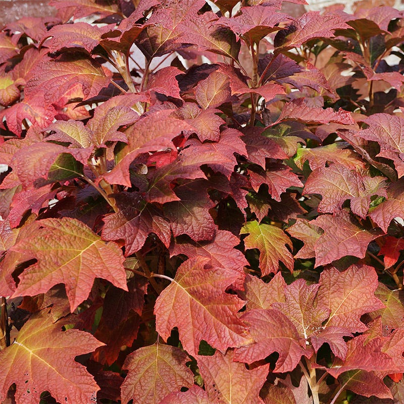 Ruby Slippers Oakleaf Hydrangea