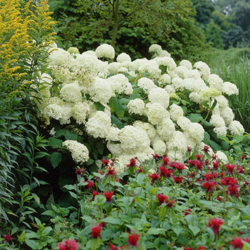 Annabelle Snowball Hydrangea