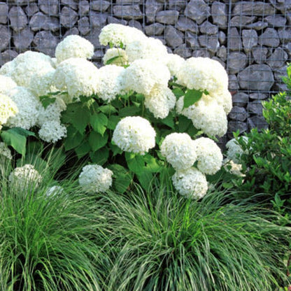Annabelle Snowball Hydrangea