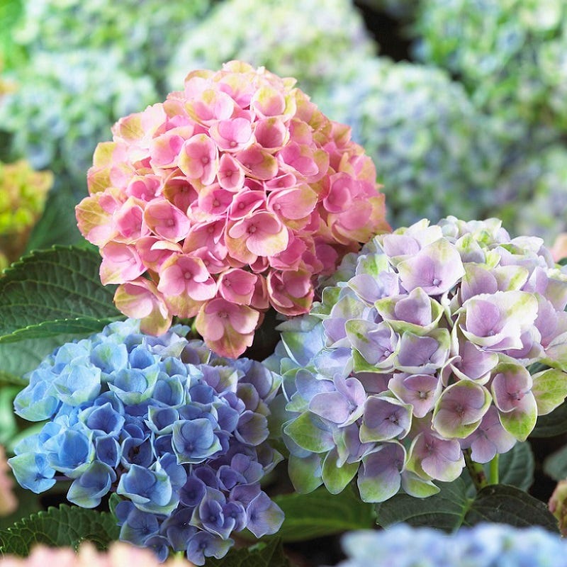 Everlasting® Revolution Hydrangea