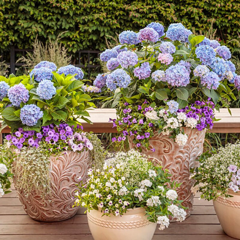 Let's Dance® Rave® Reblooming Hydrangea, photo courtesy of Proven Winners®