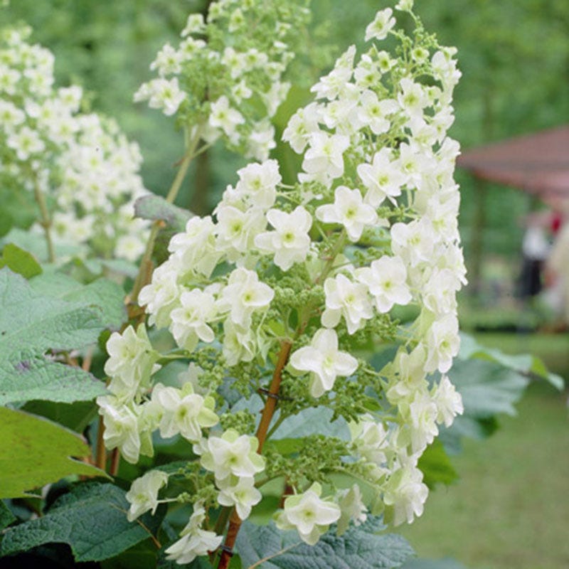 Pee Wee Hydrangea