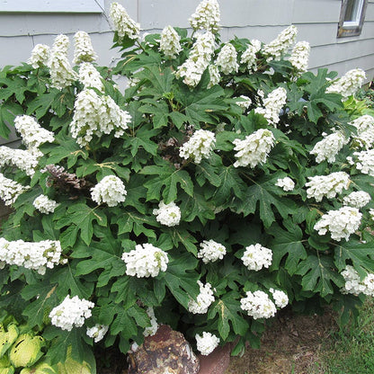 Ruby Slippers Oakleaf Hydrangea