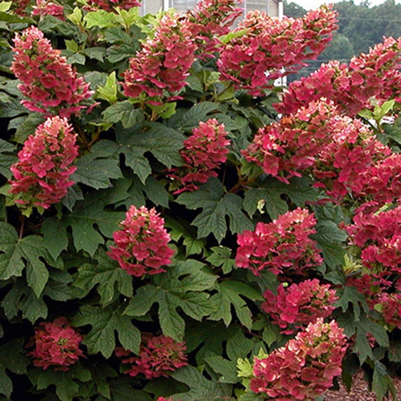 Ruby Slippers Oakleaf Hydrangea