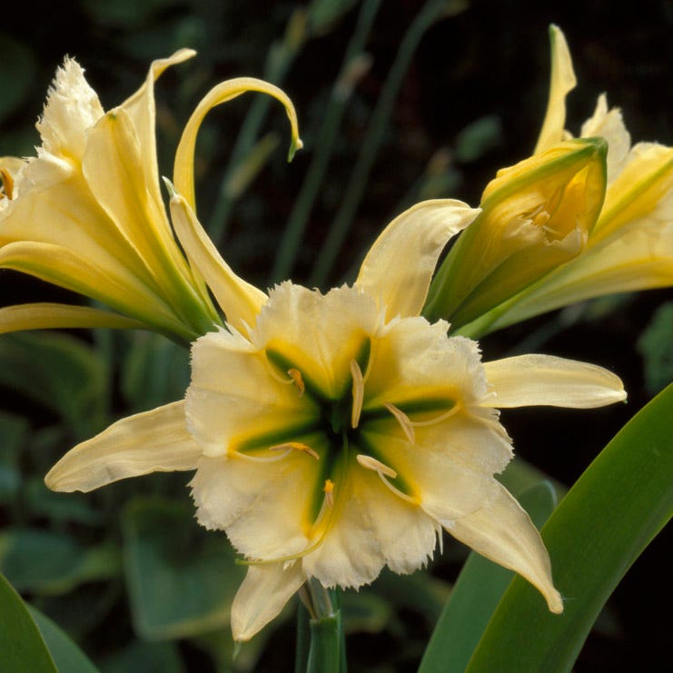 Sulphur Queen Peruvian Daffodil - Thumbnail 3