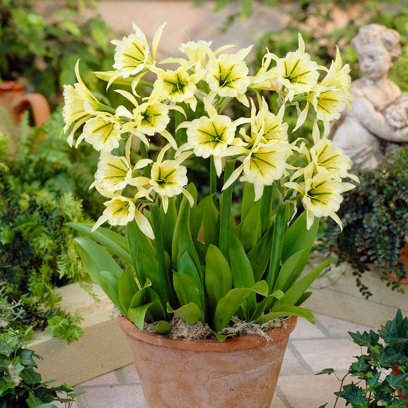 Sulphur Queen Peruvian Daffodil