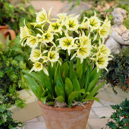 Sulphur Queen Peruvian Daffodil
