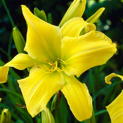 Hyperion Reblooming Daylily