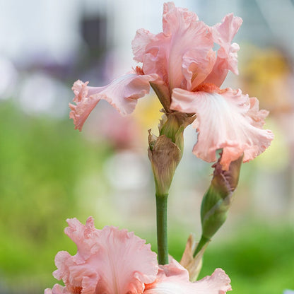 I Pink I Can Bearded Iris