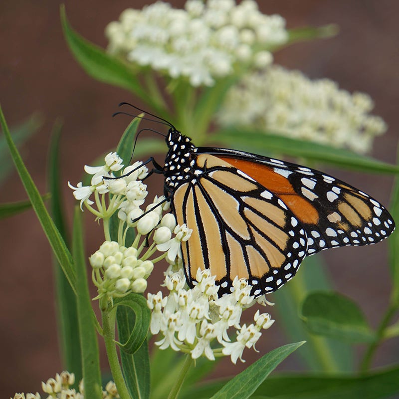 Earth Day Native Plant Collection
