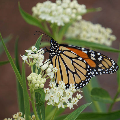 Earth Day Native Plant Collection