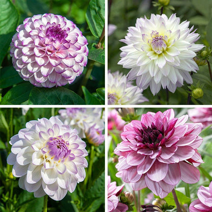 Iced Violet Dahlia Collection