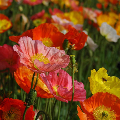 Iceland Poppy Seeds