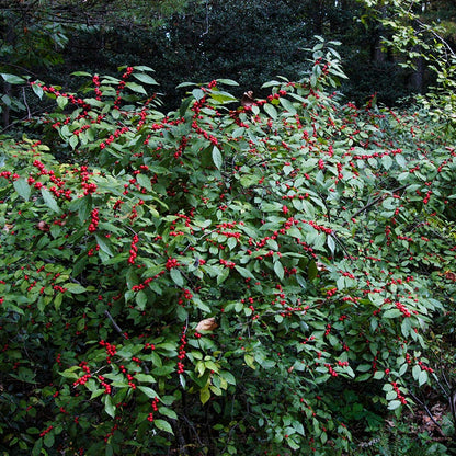 Winter Red Winterberry