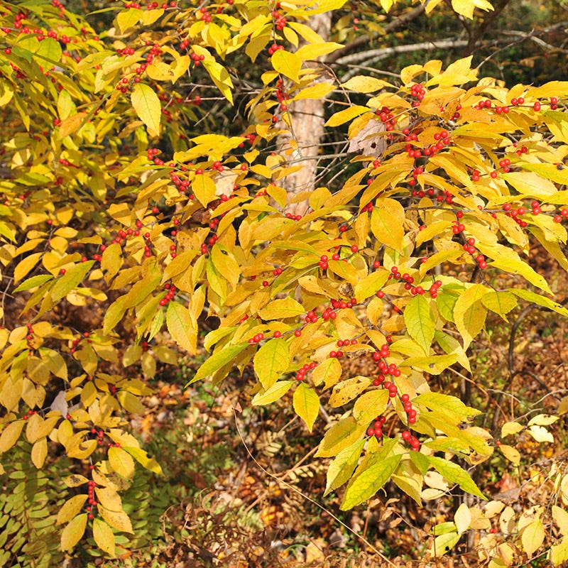 Winter Red Winterberry - Thumbnail 2