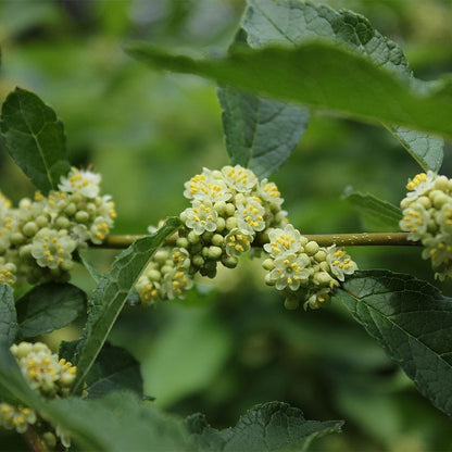 Southern Gentleman Winterberry