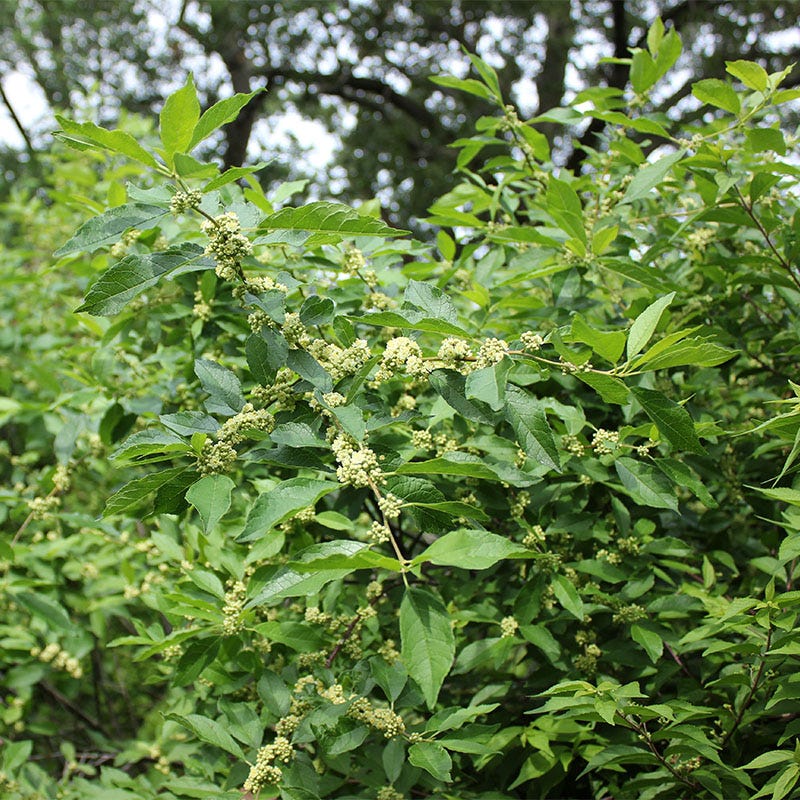 Winterberry Hardy Shrub Collection
